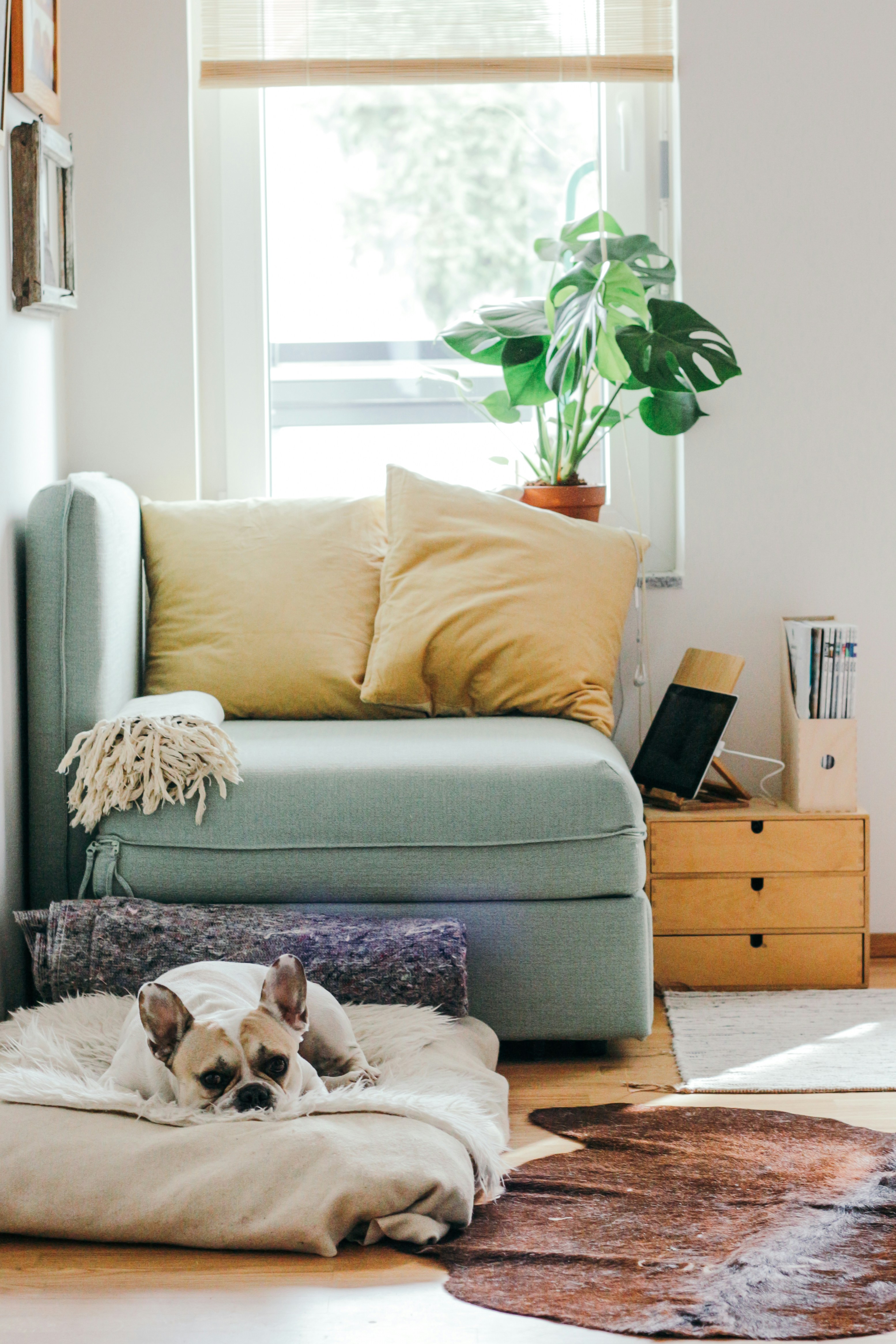 Cozy living space with a dog